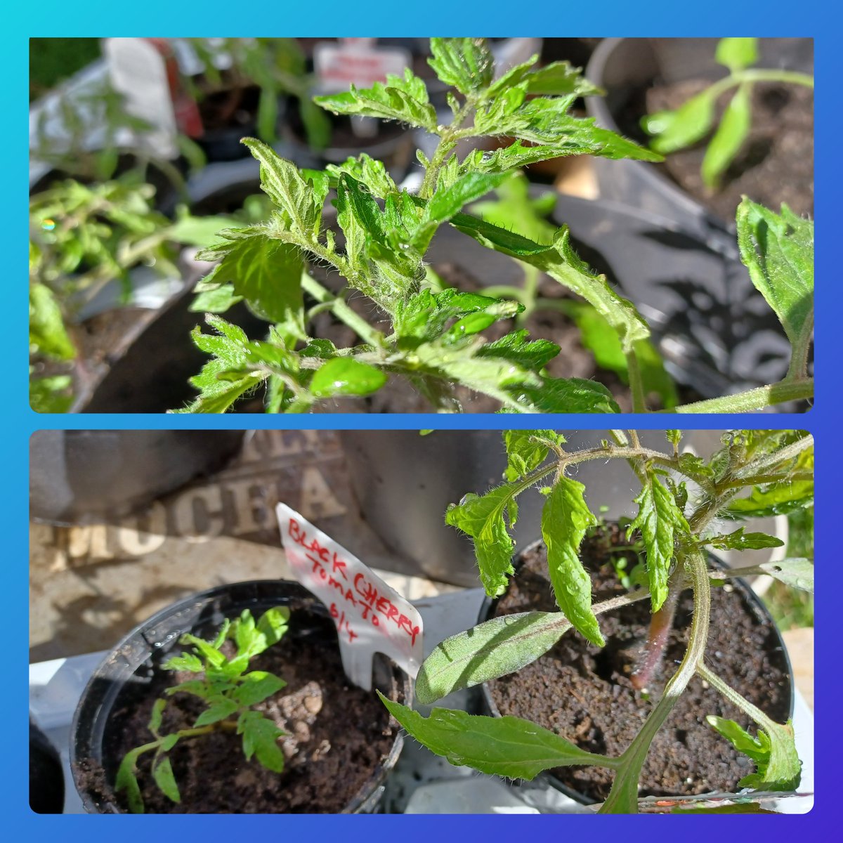 socorrocicuk's tweet photo. Tomatoes are doing well.
#blackcherrytomato #Tomato #fruits #socorrocicuk #thehedgerowgarden #communitygarden #socialandtherapeutichorticulture #EcoTherapy #Chaddesden #Horticulturaltherapy #Vegan https://t.co/c5LrHNL7lP