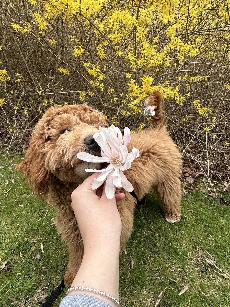 MsLinzArt's tweet photo. Happy Spring Break! Elliot and I hope everyone gets to enjoy some time outside sniffing some flowers🌸 https://t.co/LxDMlRroVU