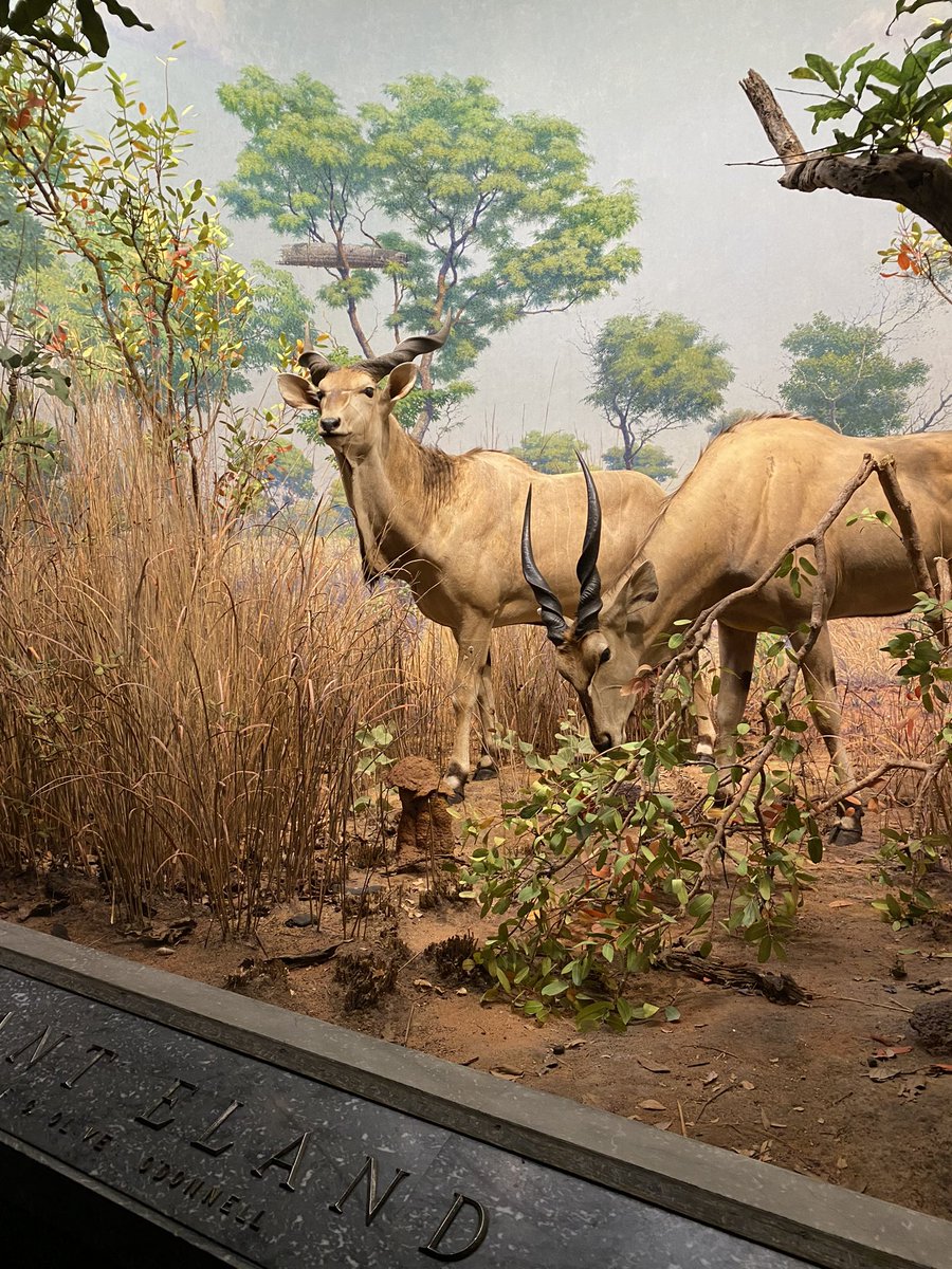 dulzoe18's tweet photo. Une visite au Musée d’Histoire Naturel Américain à #NewYork @AMNH https://t.co/0Yw2qIDJ6M