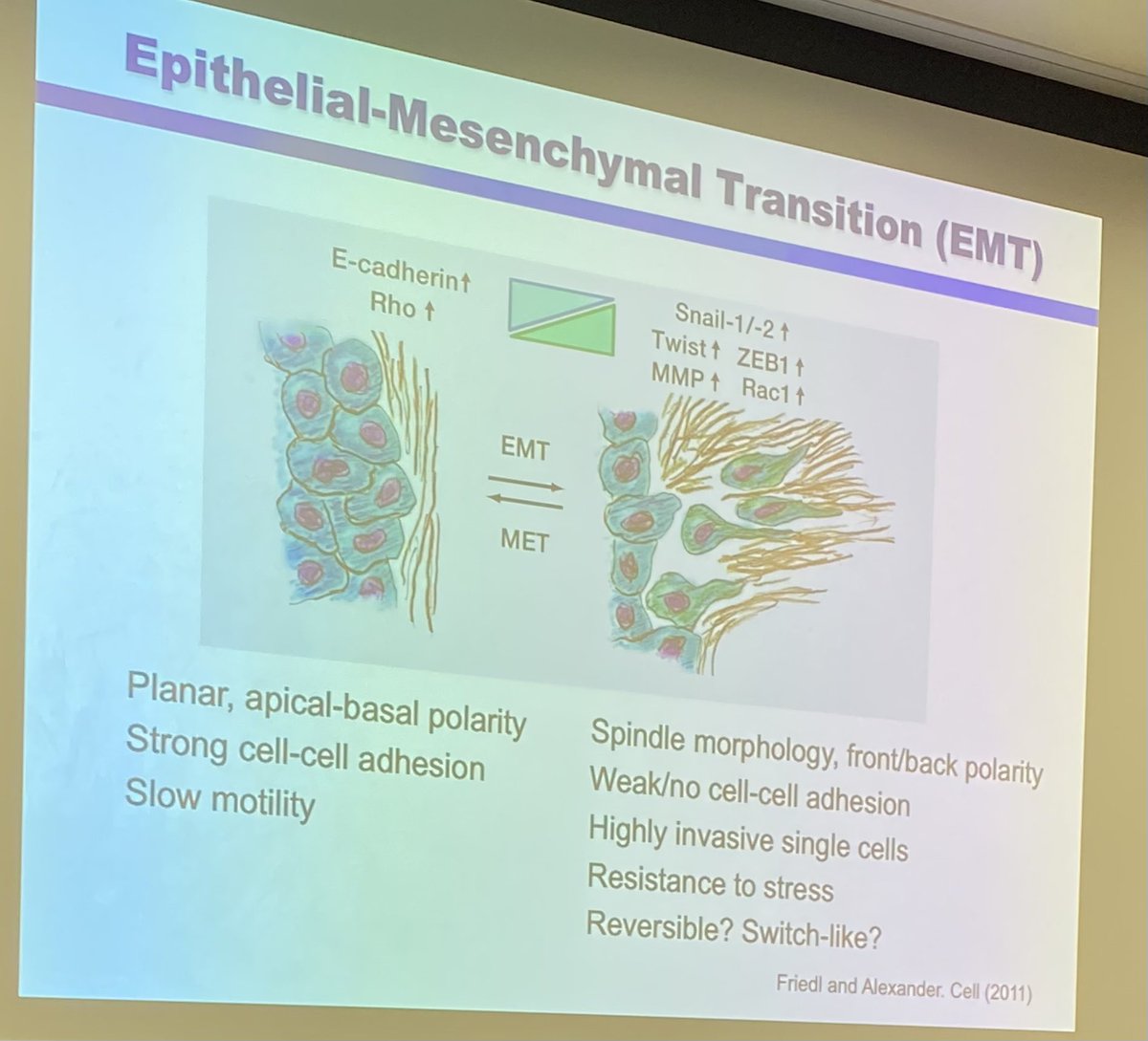 Wafik S. El-Deiry, MD, PhD, FACP (@weldeiry) on Twitter photo Attending interesting <a href="/BrownUCancer/">Legorreta Cancer Center at Brown University</a> Cancer Biology Program seminar by <a href="/ianywonglab/">Ian Wong Lab at Brown. 🟦ianywonglab</a> who is describing models to study cell motility as a function of EMT, 3D matrices & newer directions (not for Twitter) <a href="/Brown_BME/">Brown University Center for Biomedical Engineering</a> <a href="/BrownUniversity/">Brown University</a> <a href="/BrownMedicine/">The Warren Alpert Medical School</a> Attending interesting <a href="/BrownUCancer/">Legorreta Cancer Center at Brown University</a> Cancer Biology Program seminar by <a href="/ianywonglab/">Ian Wong Lab at Brown. 🟦ianywonglab</a> who is describing models to study cell motility as a function of EMT, 3D matrices & newer directions (not for Twitter) <a href="/Brown_BME/">Brown University Center for Biomedical Engineering</a> <a href="/BrownUniversity/">Brown University</a> <a href="/BrownMedicine/">The Warren Alpert Medical School</a>