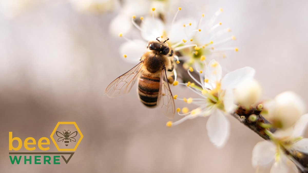 BeeWhere tweet media