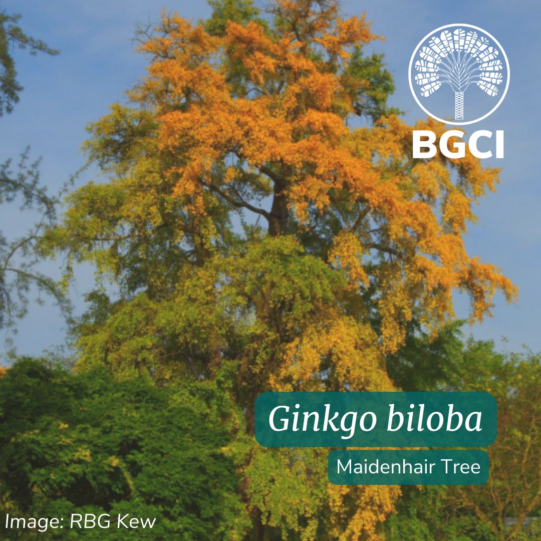 bgci's tweet image. #DidYouKnow that #Ginkgobiloba is the last living species in the order Ginkgoales. 
Fossils date back to the Middle Jurassic period (approx. 170 million years ago) &amp;amp; it&apos;s one of the oldest living tree species in the world. 
ow.ly/J2SR50NBYr2 
#TreeFacts #TreeConservation