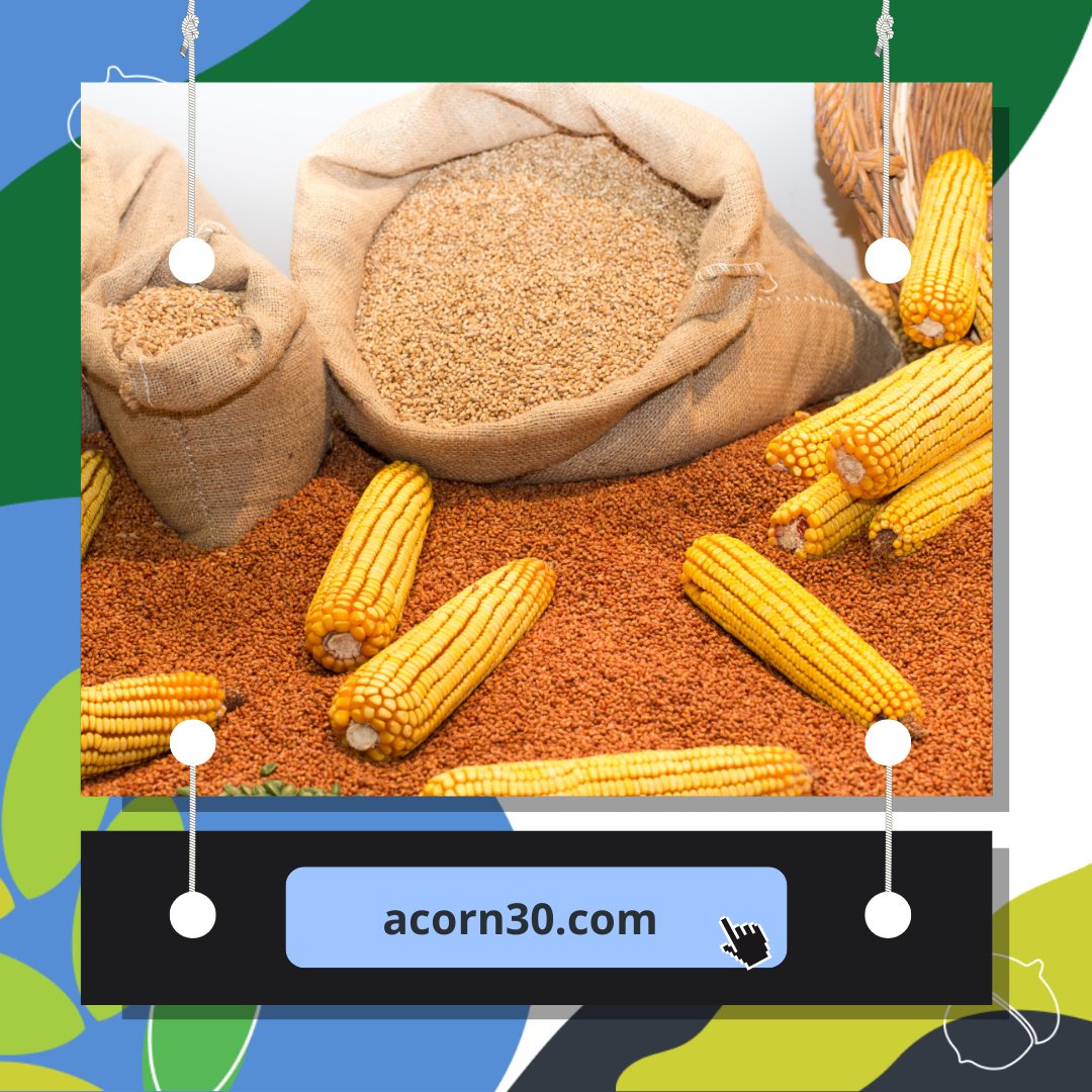 acorn30 tweet media