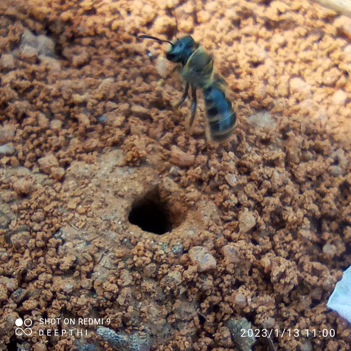 HeshakiD's tweet photo. #Groundnestingbees..how adorable they are❤️ https://t.co/zCVWs3bnbS
