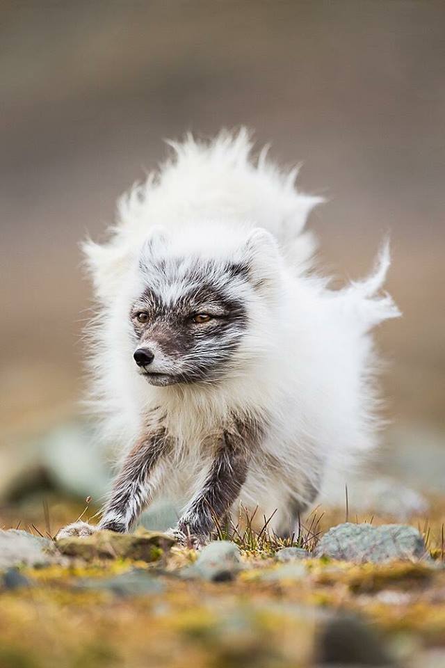 An Arctic Fox in the process of changing from her summer coat to a winter one. (Photo Kevin Morgans)