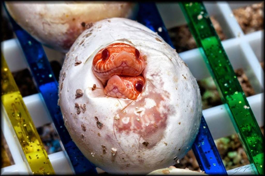 Newborn twin hognose snakes! (Photo Bryan Box)