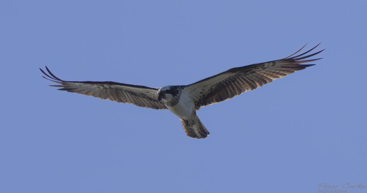 petey632's tweet photo. More shots of the unringed Osprey Rock Lea View Lytchett Bay Poole Dorset @harbourbirds @LytchettP @DorsetBirdClub @harbourospreys @Natures_Voice @RSPBArne @RSPBbirders #Dorset https://t.co/Uijknmo6o9