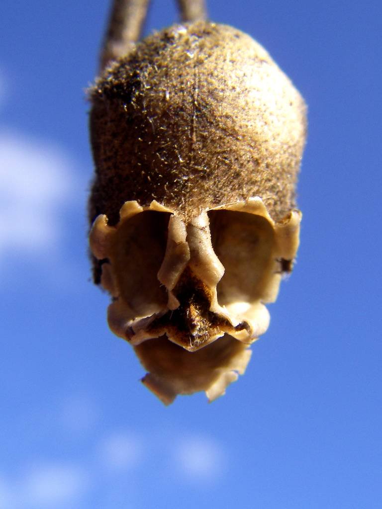 Snapdragon seed pods look like little skulls!

(Photos flickr/laajala)
