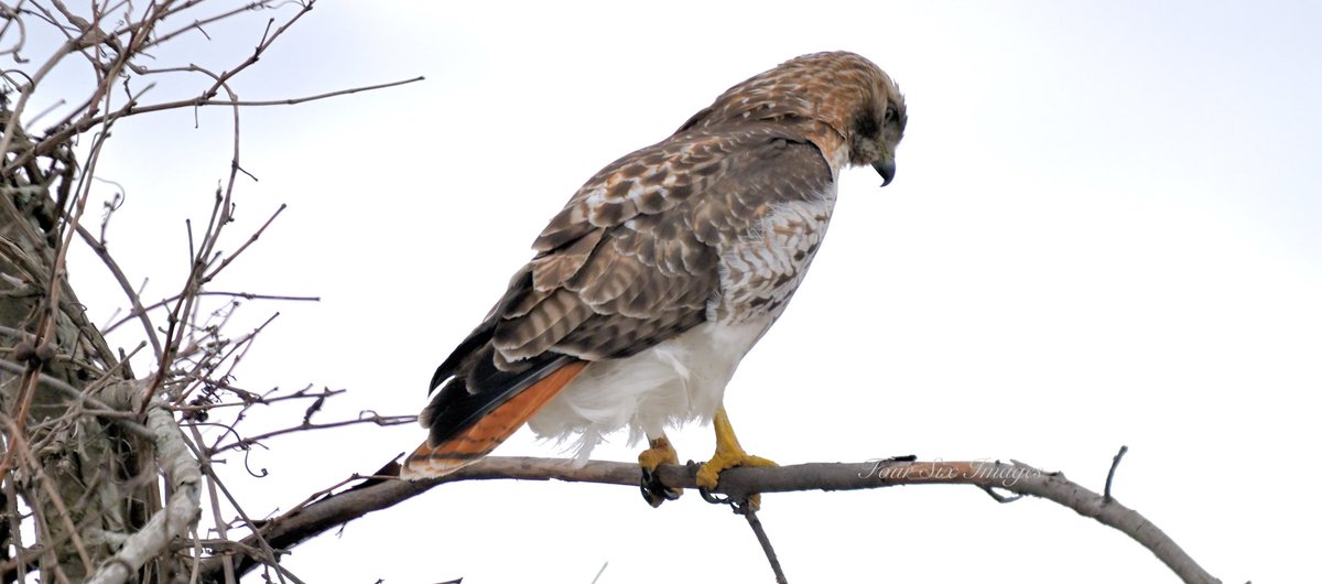 Hopps (@bradhopper14) on Twitter photo “Waiting ”
instagram.com/four_six_images #amaturephotgraphy #hawk #birdsofprey #nature #telephoto #nikonz6ii #viewbug #showyourfeathers <a href="/KMacTWN/">Kim MacDonald 🌻</a> <a href="/MurphTWN/">Chris Murphy TWN</a> <a href="/weathernetwork/">The Weather Network</a> <a href="/NikonCanada/">Nikon Canada</a> “Waiting ”
instagram.com/four_six_images #amaturephotgraphy #hawk #birdsofprey #nature #telephoto #nikonz6ii #viewbug #showyourfeathers <a href="/KMacTWN/">Kim MacDonald 🌻</a> <a href="/MurphTWN/">Chris Murphy TWN</a> <a href="/weathernetwork/">The Weather Network</a> <a href="/NikonCanada/">Nikon Canada</a>