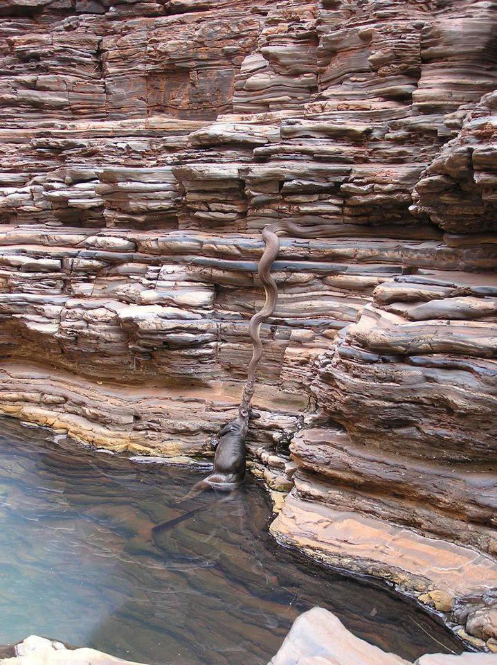 Snake pulling a wallaroo out of a river!