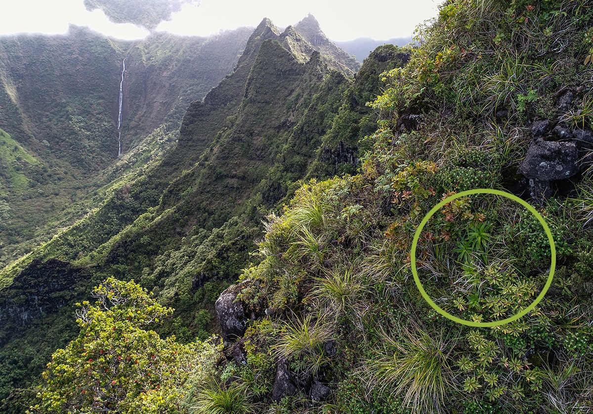 National Tropical Botanical Garden tweet media