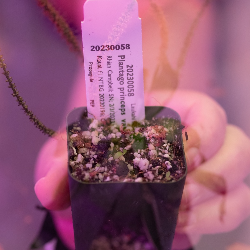 National Tropical Botanical Garden tweet media