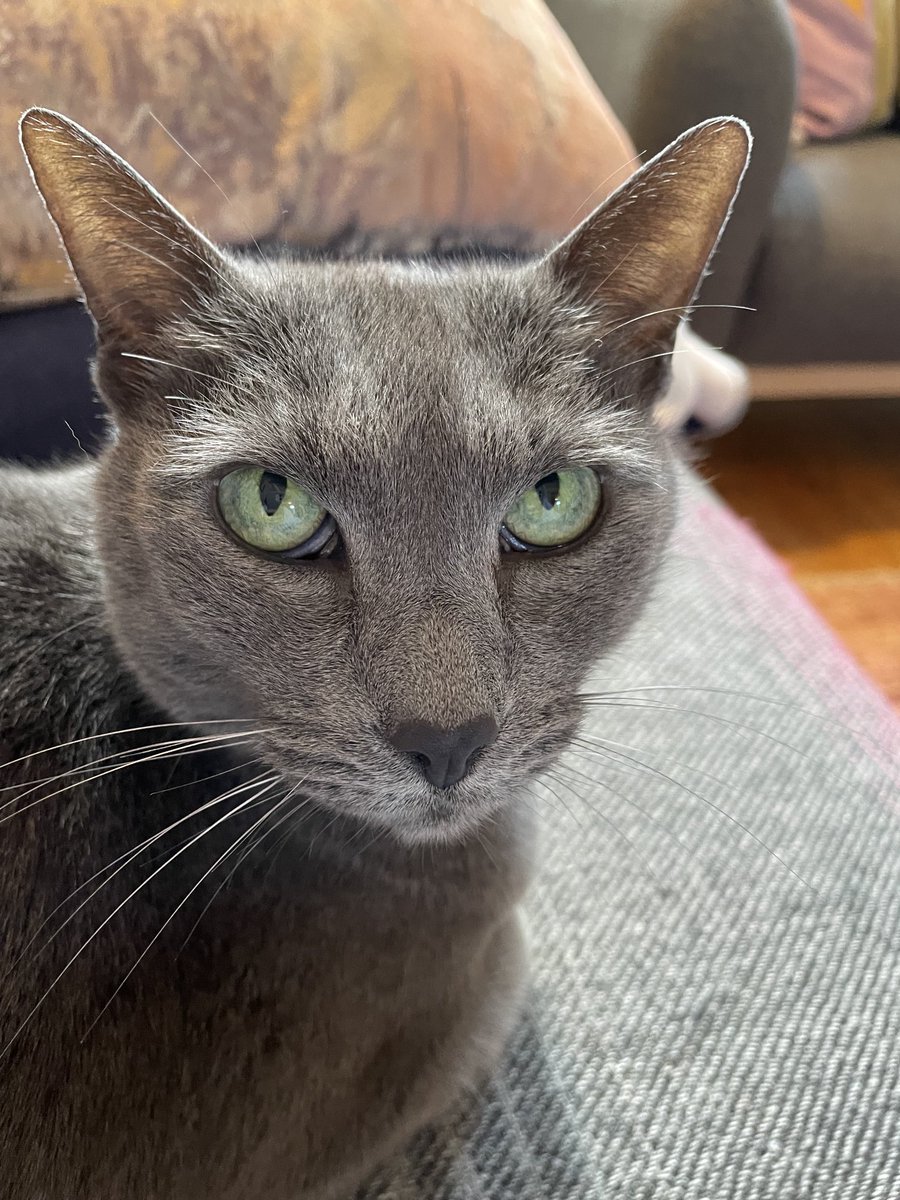 miconm's tweet photo. And then there was as one. It’s been a long time since we’ve only had one cat in the house! #nancycat #greyisthenewblack https://t.co/owfvGHEbd8