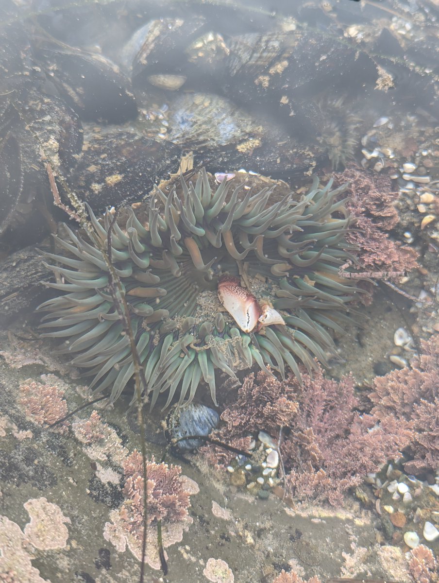 OceanConnectors's tweet image. It&apos;s amazing how biodiverse our local tide pools can be! We love exploring and watching the tiny ecosystems come to life. Who&apos;s coming tidepooling with us next time?

📸 Michael King

#BeAnOceanConnector #OceanConservation #MarineConservation #SanDiego #nonprofit #tidepooling