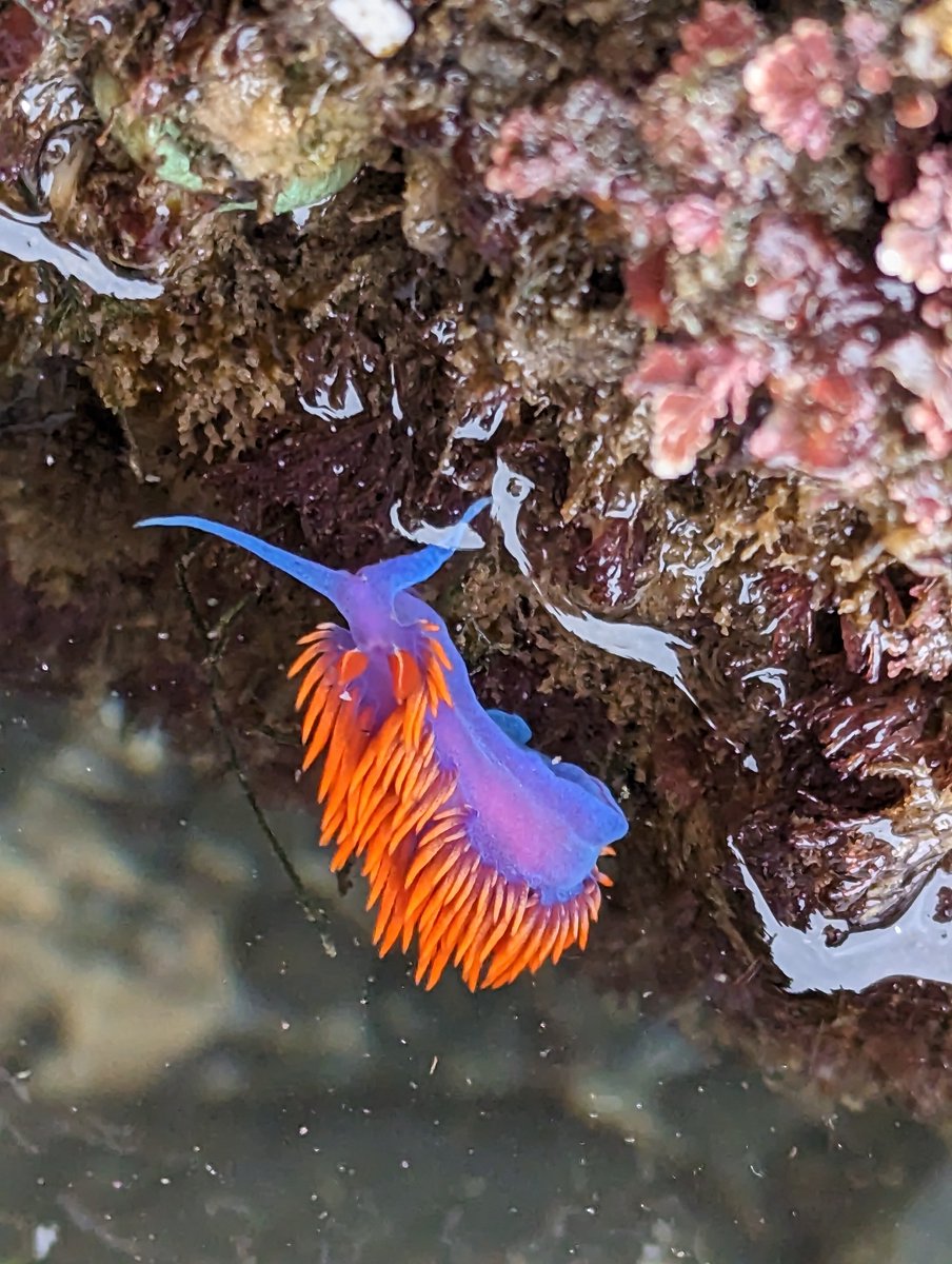 OceanConnectors's tweet image. It&apos;s amazing how biodiverse our local tide pools can be! We love exploring and watching the tiny ecosystems come to life. Who&apos;s coming tidepooling with us next time?

📸 Michael King

#BeAnOceanConnector #OceanConservation #MarineConservation #SanDiego #nonprofit #tidepooling