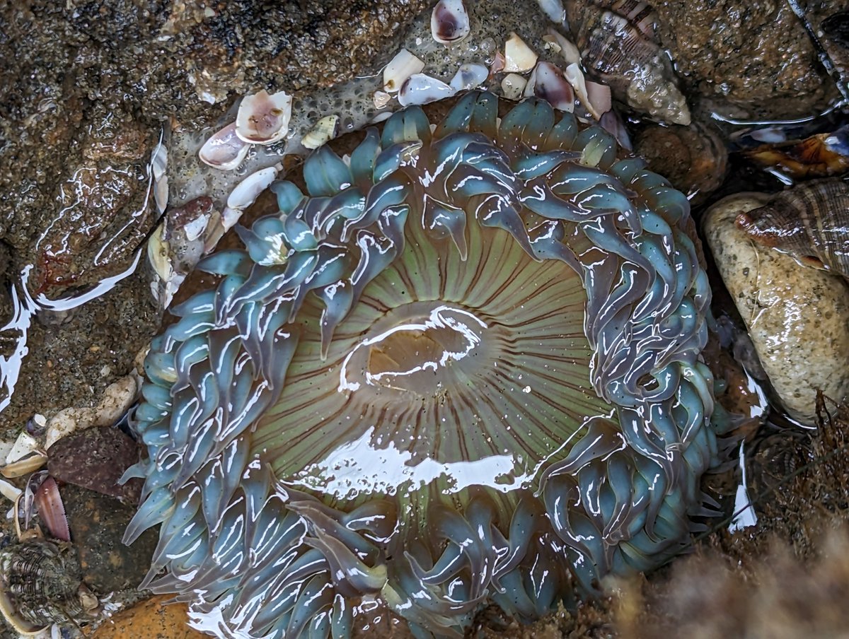OceanConnectors's tweet image. It&apos;s amazing how biodiverse our local tide pools can be! We love exploring and watching the tiny ecosystems come to life. Who&apos;s coming tidepooling with us next time?

📸 Michael King

#BeAnOceanConnector #OceanConservation #MarineConservation #SanDiego #nonprofit #tidepooling