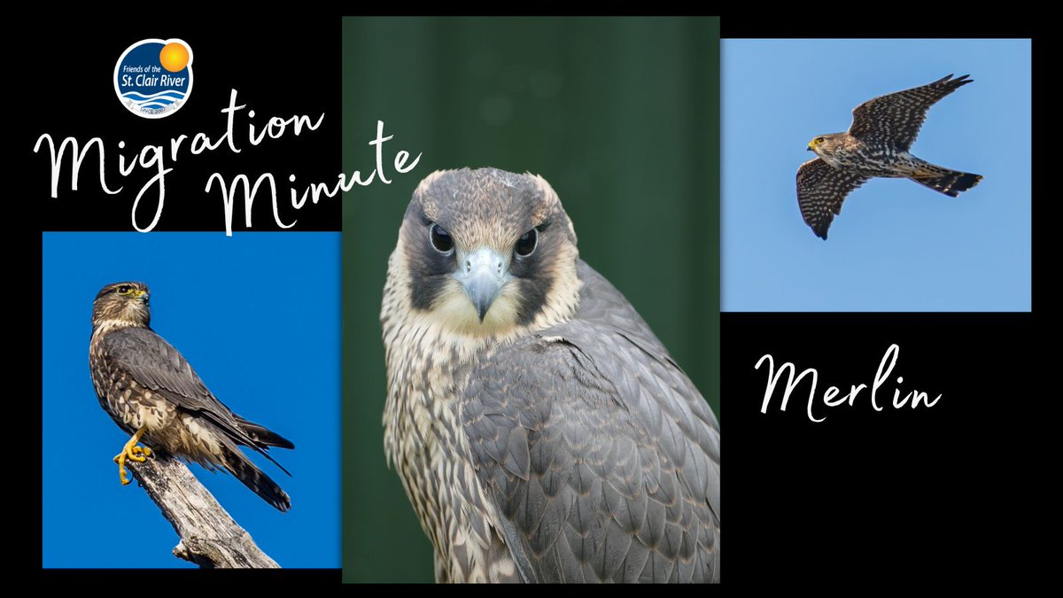 scriverstewards's tweet photo. Catch sight of the merlin quick! You’ll find them at two speeds: perched at the top of a tall tree scanning the landscape, or in flight at 30 mph chasing their next winged meal. Merlins are only here for a few weeks as they migrate through to northern breeding grounds. https://t.co/MvQSvyc4cJ