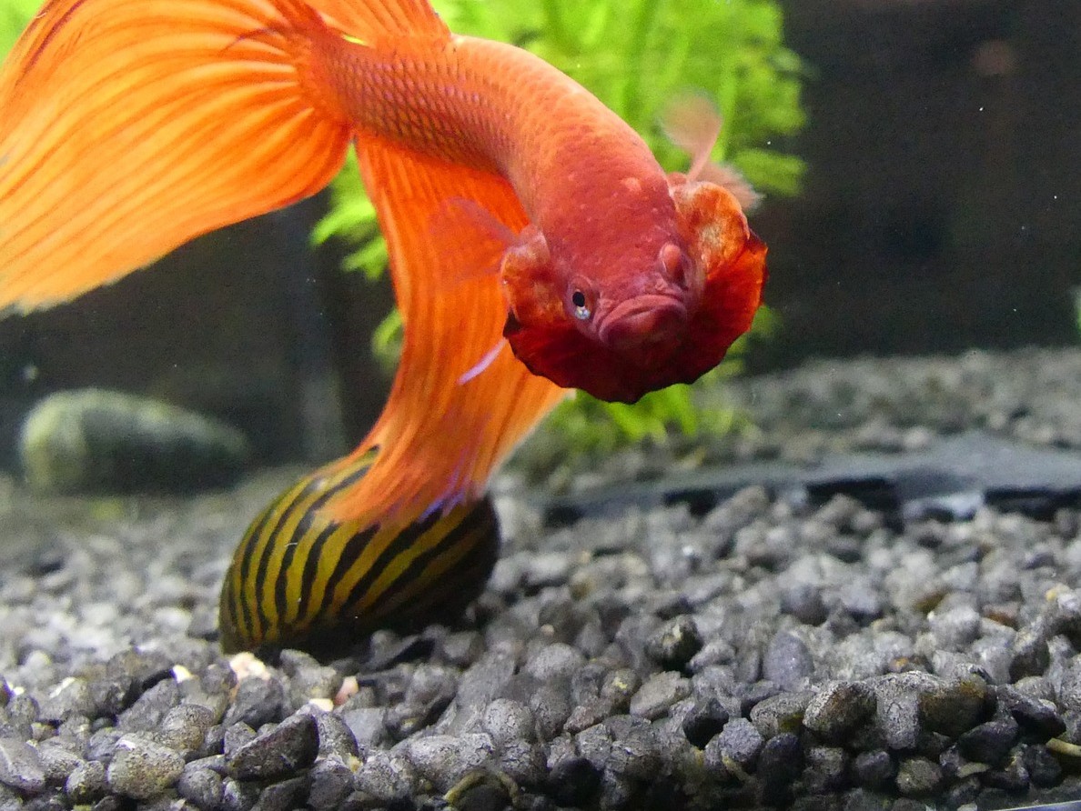 Thinking of using sand in your freshwater aquarium? Make sure it's safe for your aquatic pets! Research thoroughly and choose sand that won't alter the water chemistry or harm your fish. #freshwateraquarium #aquaticpets #sandsubstrate