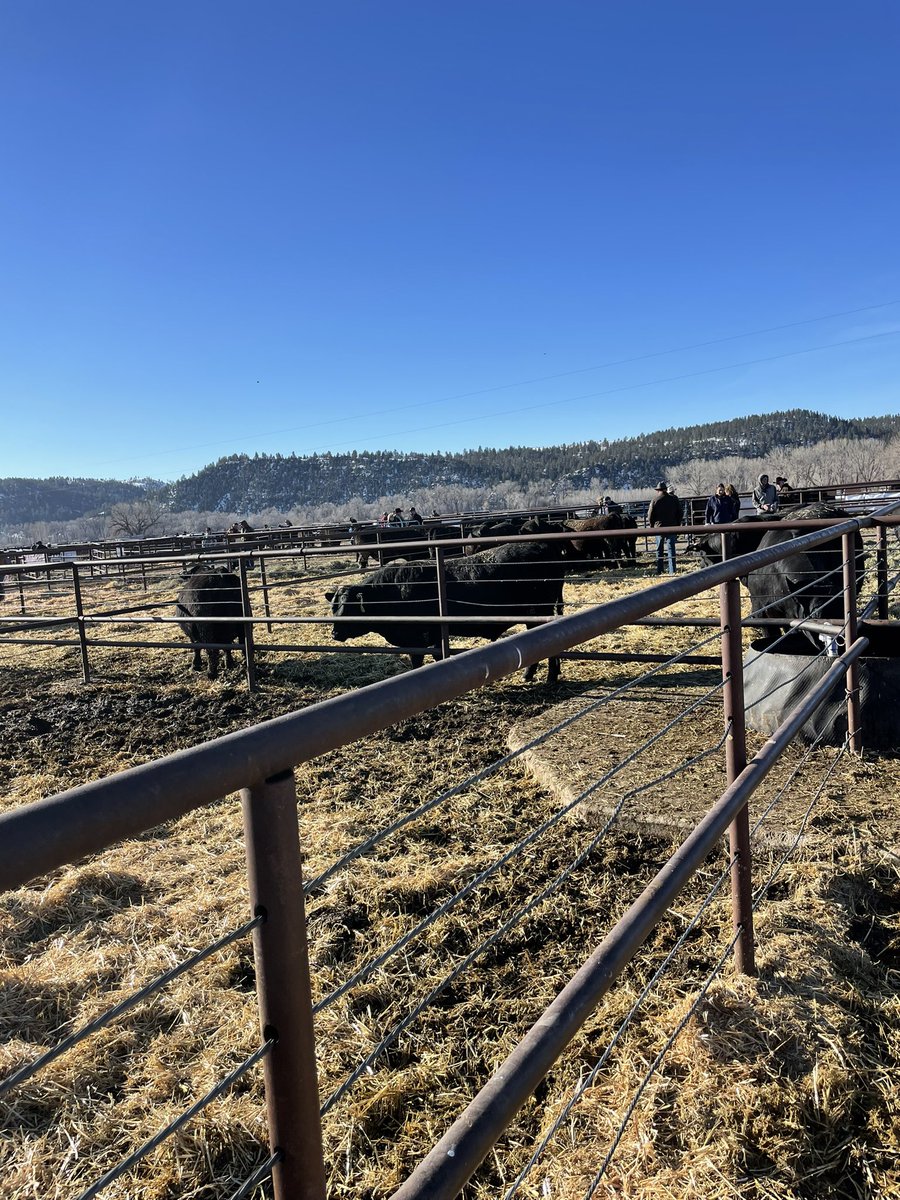 Midland Bull Test Station sale today <a href="/AltaGenetics/">Alta Genetics</a>