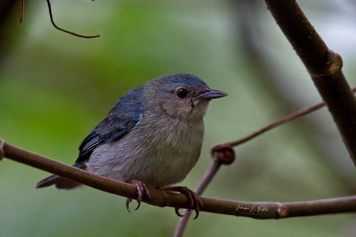 buggyfresh78's tweet image. A male #Bicolored #conebill in the edges of the #Nariva #swamp.
.
.
#birdwatching #wildlife #animals #birdphotography #Caribbean #trinidadandtobago #BirdsSeenIn2023