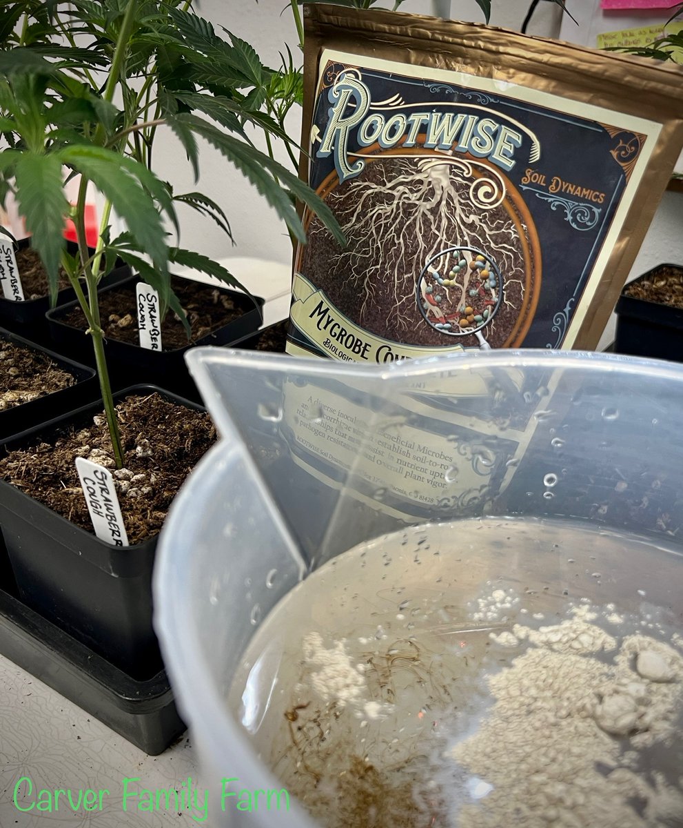 FarmCarver's tweet photo. Clones are rooted and ready for a new home. @BuildASoil 
#mycrobecomplete #rootwise #buildasoil #organic #growyourown #SmallBusiness  #womanowned #patientowned https://t.co/li8m6JsuZB