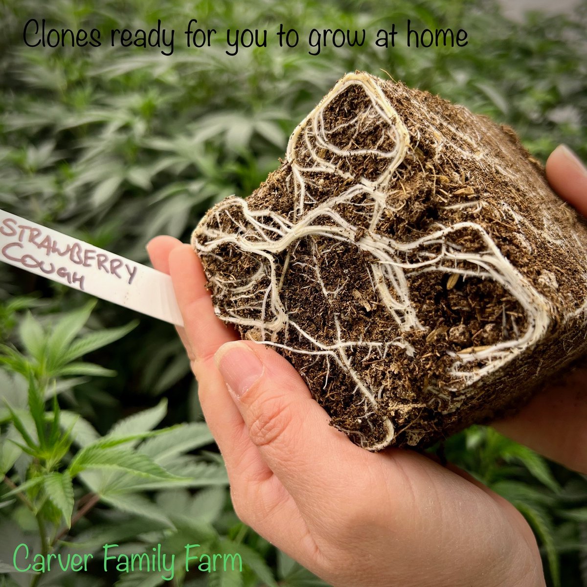 FarmCarver's tweet photo. Clones are rooted and ready for a new home. @BuildASoil 
#mycrobecomplete #rootwise #buildasoil #organic #growyourown #SmallBusiness  #womanowned #patientowned https://t.co/li8m6JsuZB