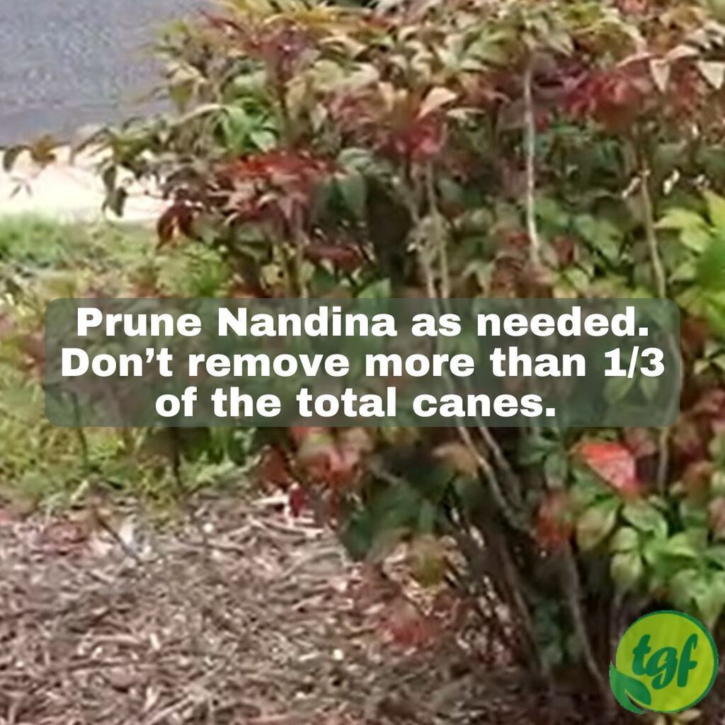 (Tumblr ift.tt/FhOt54M) Prune Nandina as needed. Don’t remove more than 1/3 of the total canes. 

#pruning #pruning101 #pruningtip #pruningguide #pruningforbeginners #gardening #thegardenersfriends #planthealth #howtoprune #whentoprune #pruningseason #spring #plants…