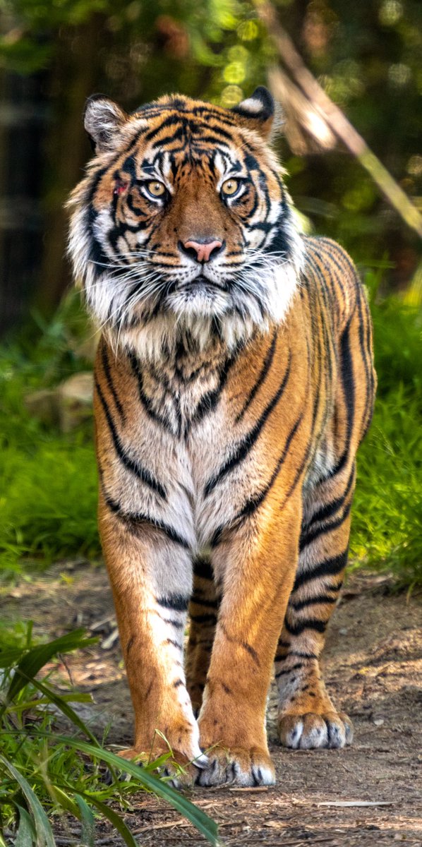 Meet the new bachelor at the @sandiegozoo Safari Park, Dumai the Sumatran Tiger! Born at @PtDefianceZoo and lived in @WildlifeSafari prior to his move. Z50 + NIKKOR Z 70-200mm f/2.8 S lens + Z TC-2.0x, @NikonUSA. #Zcreators #NikonNoFilter