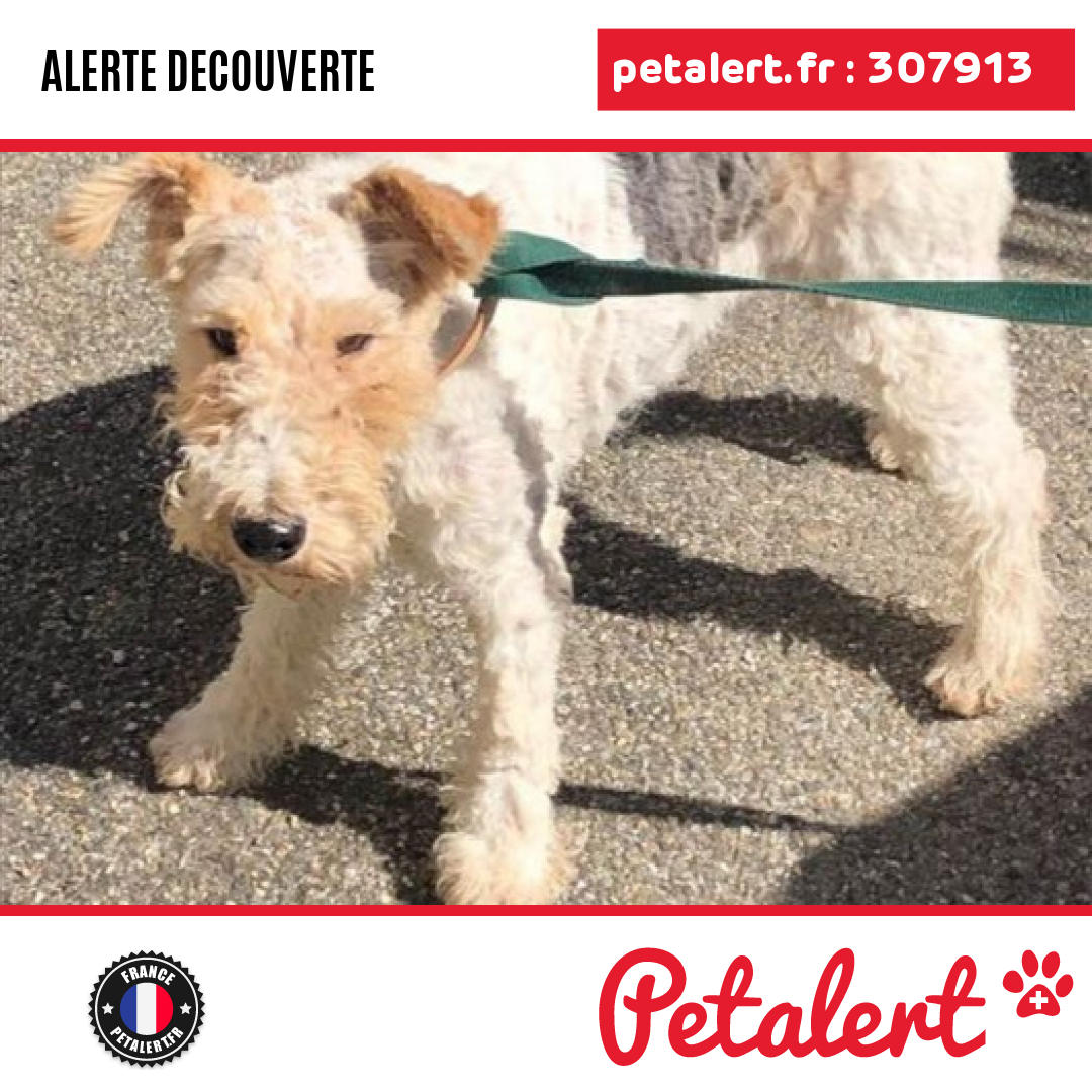 Trouvé #Chien #Ariege #MoulinNeuf #Petalert  #PetAlert09 / p3t.co/k2G7S