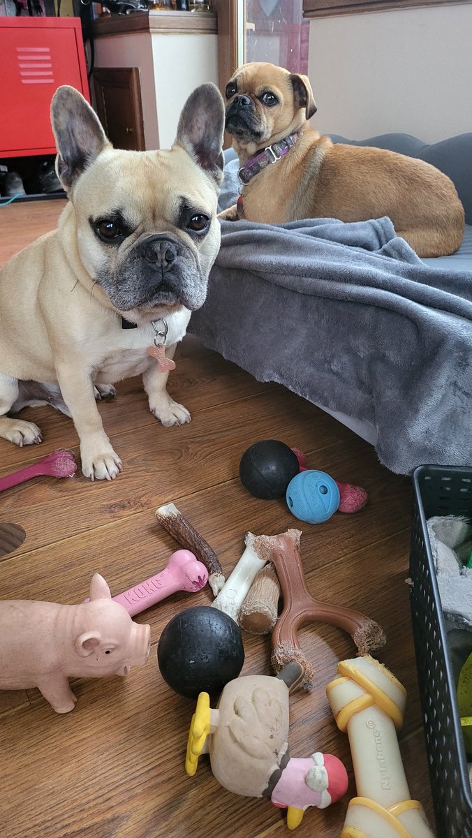 Every night he cries at his toy box until I take them all out and he picks one 🤦‍♀️ I've created a diva 🐕 #frenchie