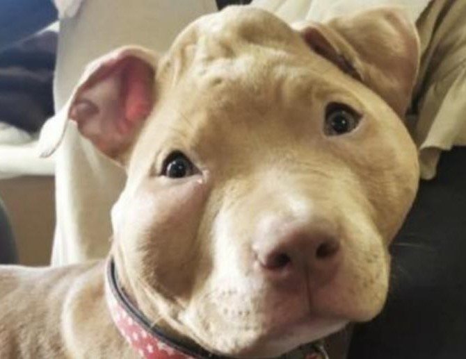 Mediavenir's tweet photo. 🐶🇫🇷 FLASH - L’influenceur #Rop, poursuivi pour actes de cruauté contre son chiot, a été condamné à 1 an de prison ferme, une confiscation définitive de son chien et une interdiction à vie de détenir un animal. (via @30millionsdamis) https://t.co/QZgEcQeaM8
