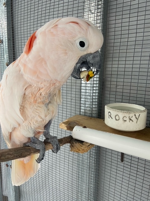 Letting the Friday vibes flow ☀

📸resident, "Rocky" Mullican Cockatoo by Rin Orr

#saveourseabirds #rescue #rehabilitate #release #residentbirds #birdwalk #sarasota #thingstodoinsrq #srq #exoticbirds