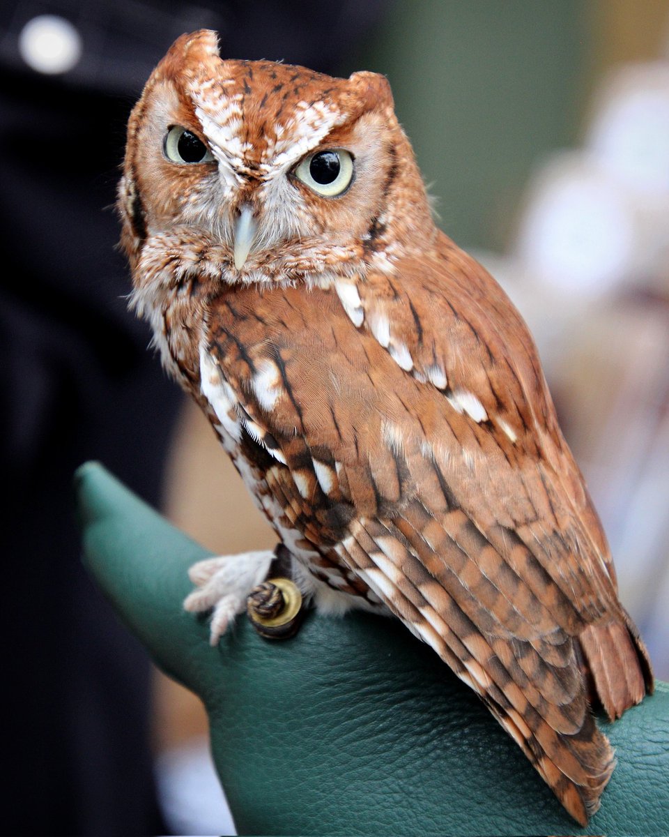 #easternscreechowl #flyawayfriday #birdsofpreyknowtheyrecool #photography