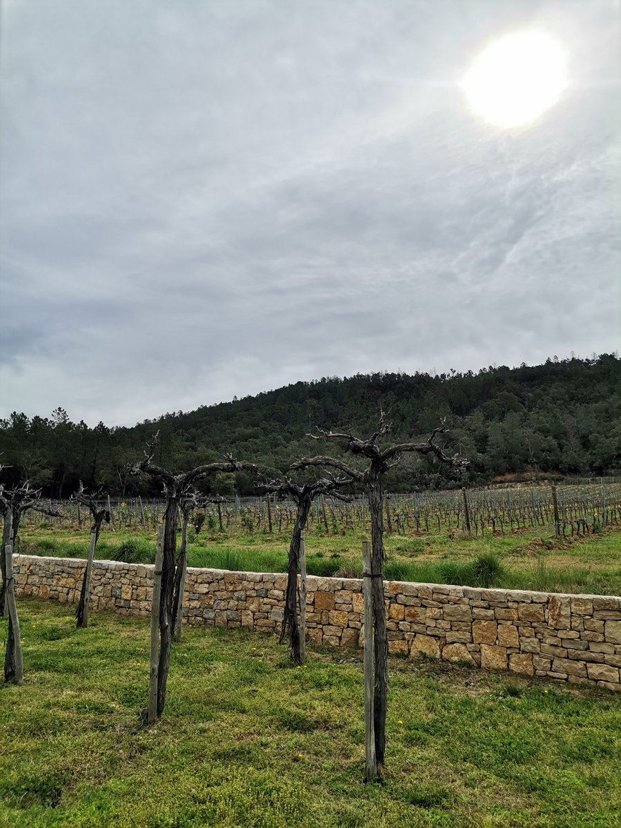 keelyngibbons's tweet photo. Exploring the vineyards of Provence!

#Provence https://t.co/hcbh9gLkAY