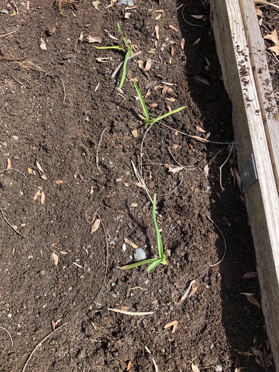 PrepperSaratoga's tweet photo. Out building a couple more raised beds and moving dirt. Garlic we planted in the fall coming up already. That’s a good sign.
#Zone5A
#Garlic https://t.co/f0DvCscN2X