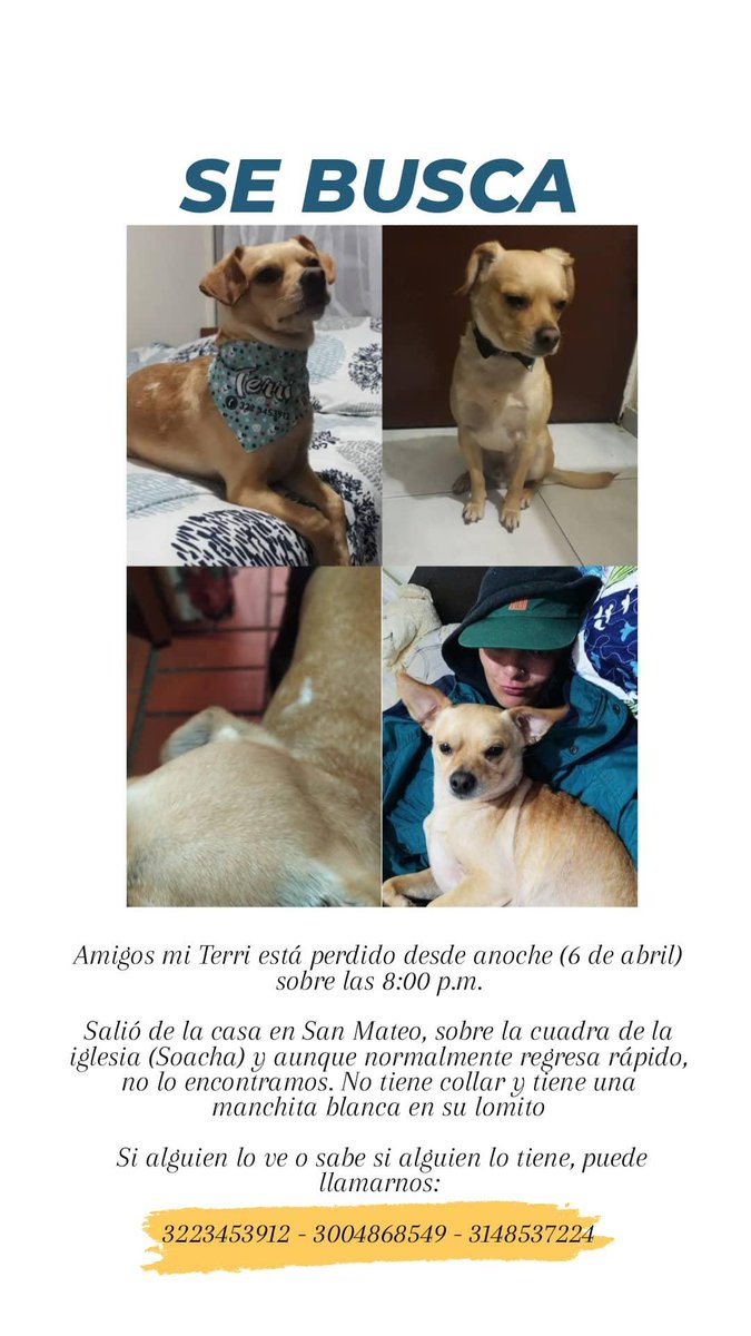AkuahCVA's tweet photo. Amigos mi Territo se perdió en San Mateo, Soacha. Si pueden ayudarme a compartir tal vez alguien lo vea 💔 https://t.co/grhlAWNkBA
