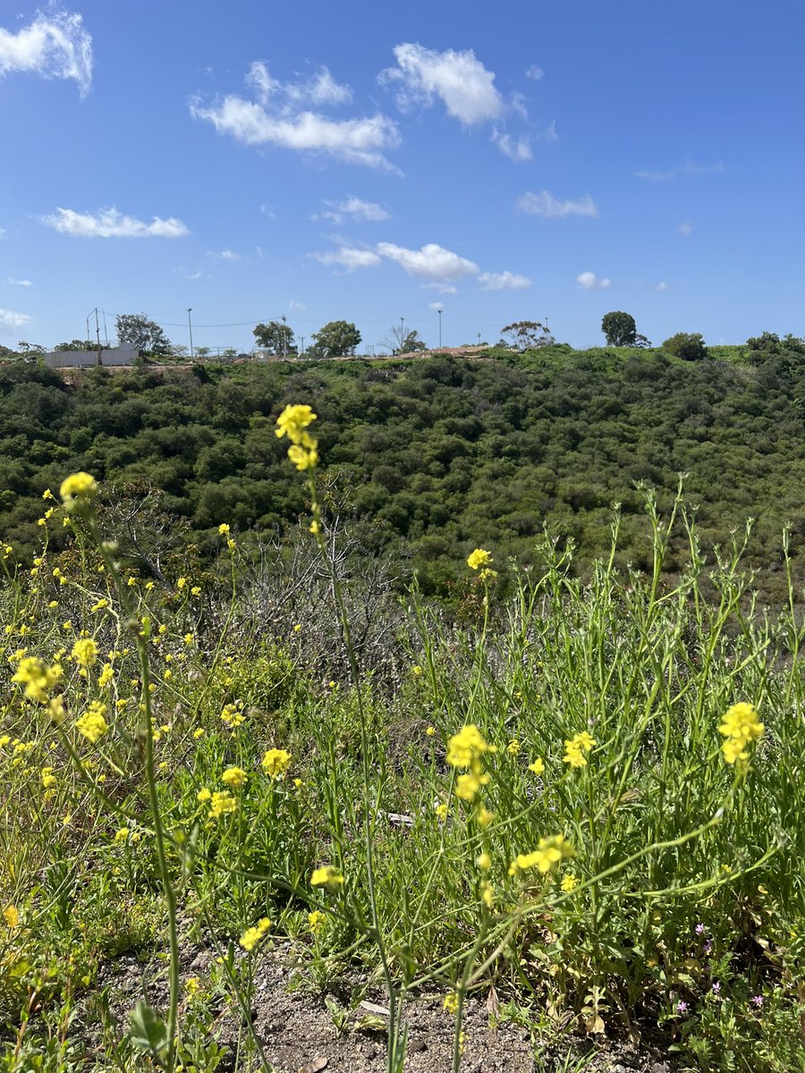 Dr.Seiger and Dr.Duchow brought our group to Tecolote Canyon Natural Park and Nature Center to look for positions for setting up cameras. A wonderful field trip. It’s like a treasure hunt.Hopefully, we can get some photos of animals and birds.🦜