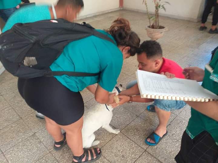 UCLVCU's tweet photo. 🤗 Estudiantes de 3er año de la carrera de Medicina Veterinaria participan en la campaña de vacunación antirrábica en la población de caninos 🐶 y felinos 🐱 de nuestro campus universitario. 
👉 Esta actividad se realiza como parte de la Práctica Laboral Investigativo. https://t.co/NcvYnbhtkE