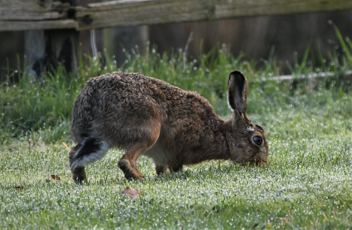 AmandaFall10's tweet photo. A brown hare grazing the early morning dew-covered grass, I just love the peace and stillness of this part of the day.
@NlandNP #TwitterNatureCommuity https://t.co/qhmeZmFlOI