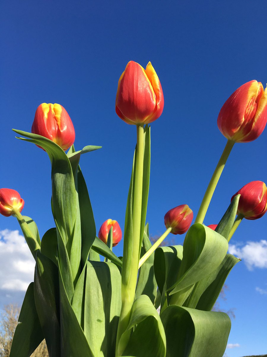 ThomasBallFund's tweet photo. Wishing everyone a restful Easter weekend. #tbccf https://t.co/8a7VTQ0ulm