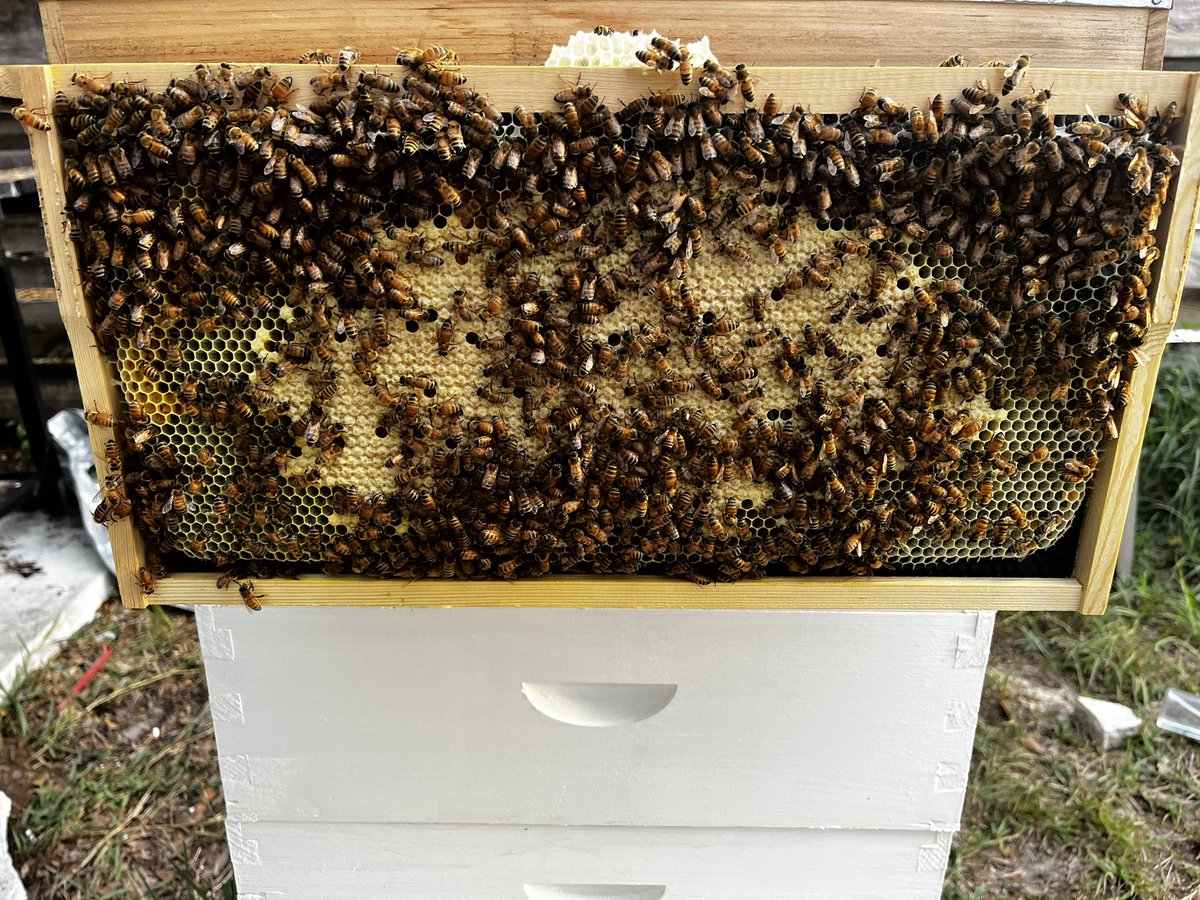 Hive inspection 4/7/23