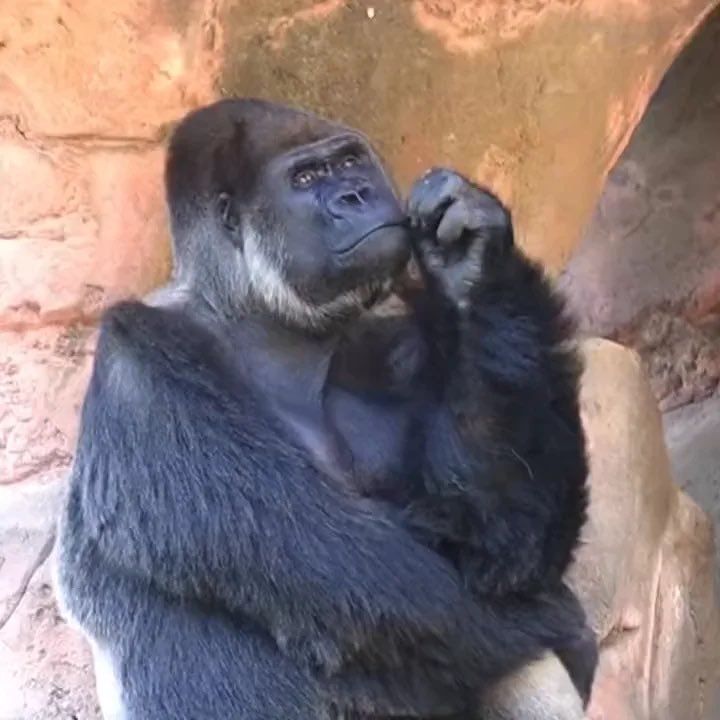 Now that @deeferdan has officially gripped my shit for not putting in my <a href="/NAFChampionship/">NAFC</a> roster I’m not actually sure what I’m going to take. Fun roster or ride on the high of UKTC (and the inevitable smashing on the shoreline)? #BloodBowl #WarhammerCommunity