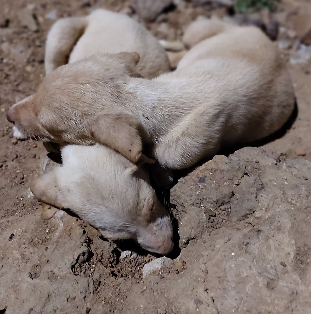 ununth's tweet photo. @l_t1111 @Naomi_D_Harvey @rskcdy @beth_deitchman  Tonight's click, GOOD Friday, Ramadan Reflections @_Fariha__
@ayuninotayutu
Alt Text: Free ranging puppy siblings in cute poses by the roadside. 1/6 already missing. Suspected MVA.
#siblinglove  #FreeRanging #Dogs #cute #puppies https://t.co/FlfDE3HjVf
