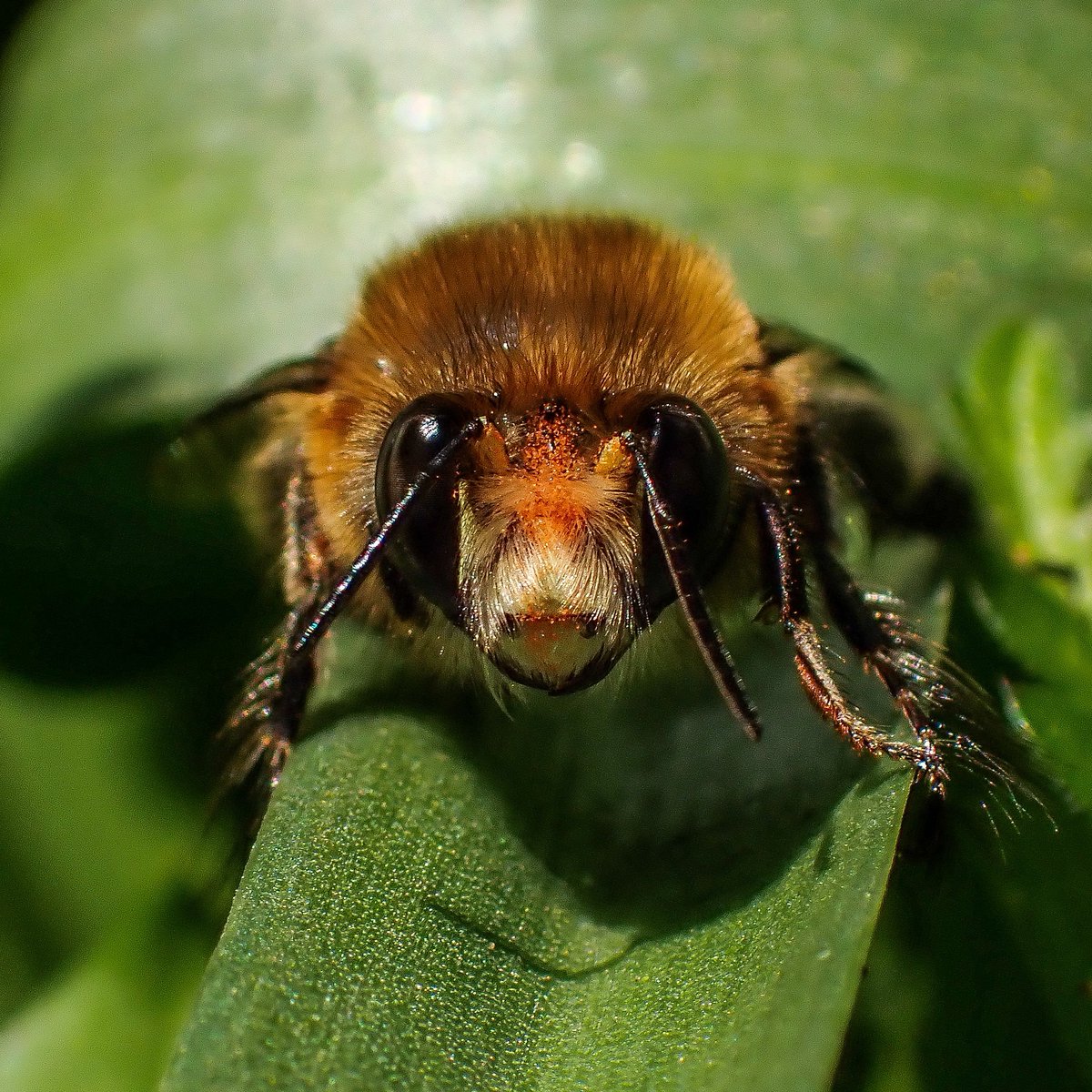 Super excited to have found a hairy-footed flower in the wood outside my house!🤩
Wondering why they're called hairy-footed flower bees? Well, the males actually have long hairs on their legs, making them look like they have hairy feet!🥺🥹
#hairyfootedflowerbee #solitarybee #bee