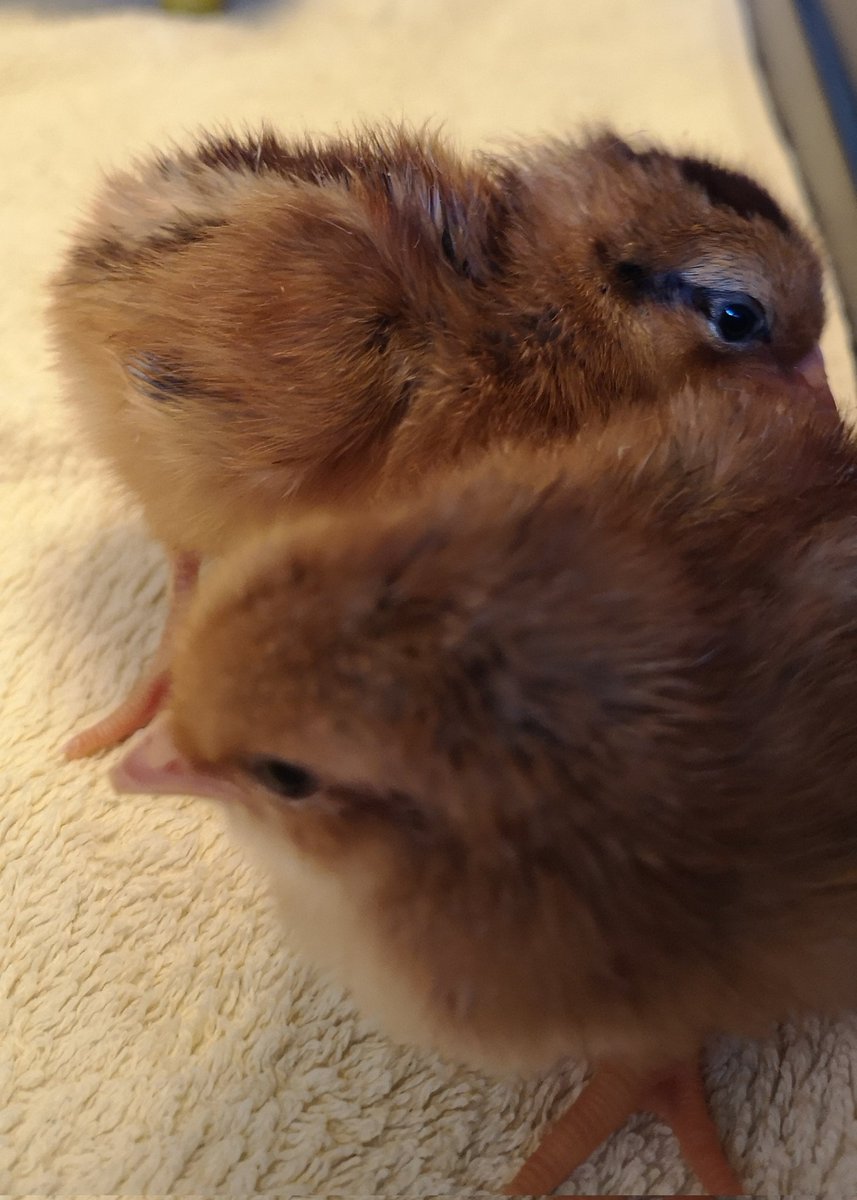 Winnie and Cornelius have graduated from the incubator into the Nursery ☺️
Wissy and Wilma can join them tomorrow when they have dried out properly ☺️👍
#HatchingEggs #EasterChicks #GoodFriday #Welsummers #Chickens #TheGoodLife #OurWeeCottage🏡