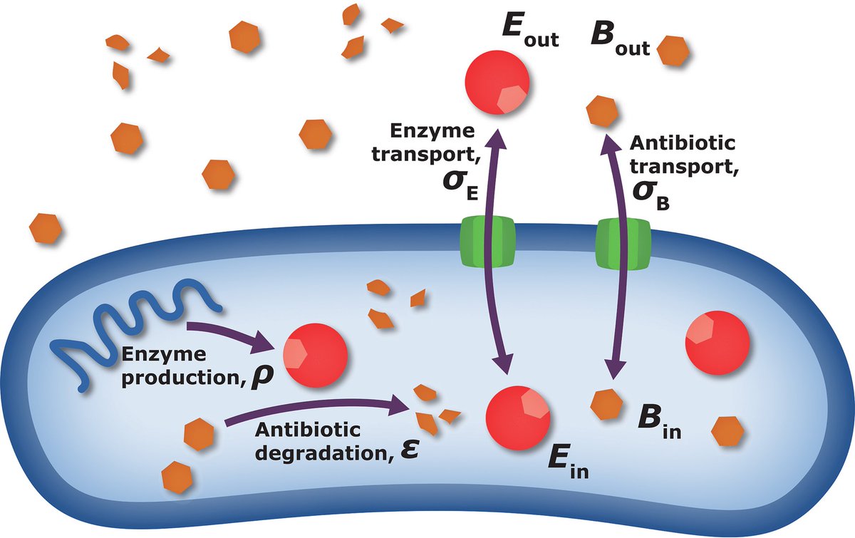 Minimal Surviving Inoculum in Collective Antibiotic Resistance

<a href="/mbiojournal/">mBio</a> from Naama Brenner 
with <a href="/PhilipRuelens/">Philip Ruelens</a> <a href="/diepesce/">Diego Pesce</a> <a href="/andydfarr/">Andy Farr</a> Arjan de Visser

journals.asm.org/doi/10.1128/mb…