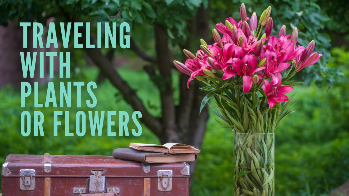 Don't Pack a Pest tweet media