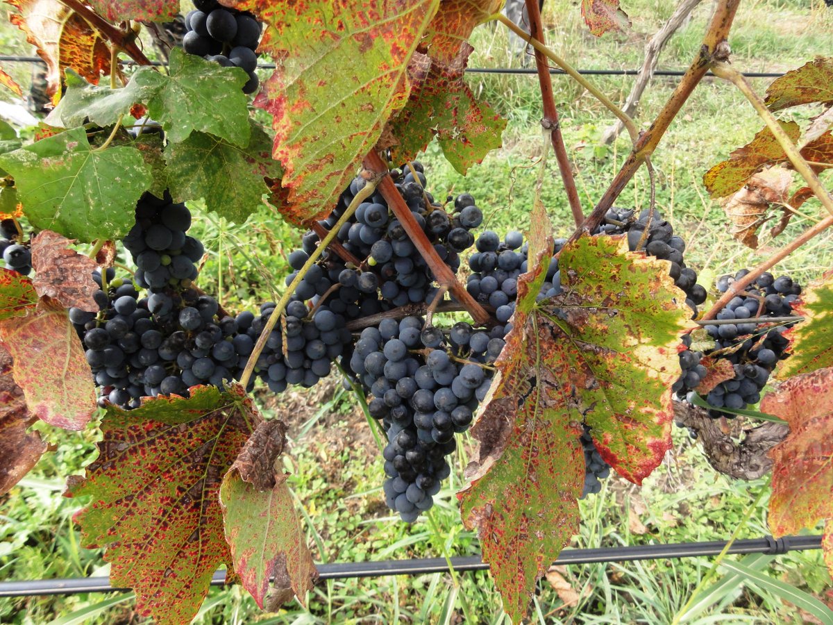 Five the Most Popular Grape Sorts in Kakheti, Georgia: #Saperavi red #wien, #Rkatsiteli #Kisi #Mtsvane #Khikhvi all other 4 give white #wines
…velwithcolourtourgeorgia.blogspot.com/2020/04/five-m…