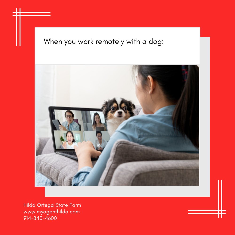 myagenthilda's tweet image. Let&apos;s see your furry work-from-home co-workers in the comments! #LaughAtWorkWeek