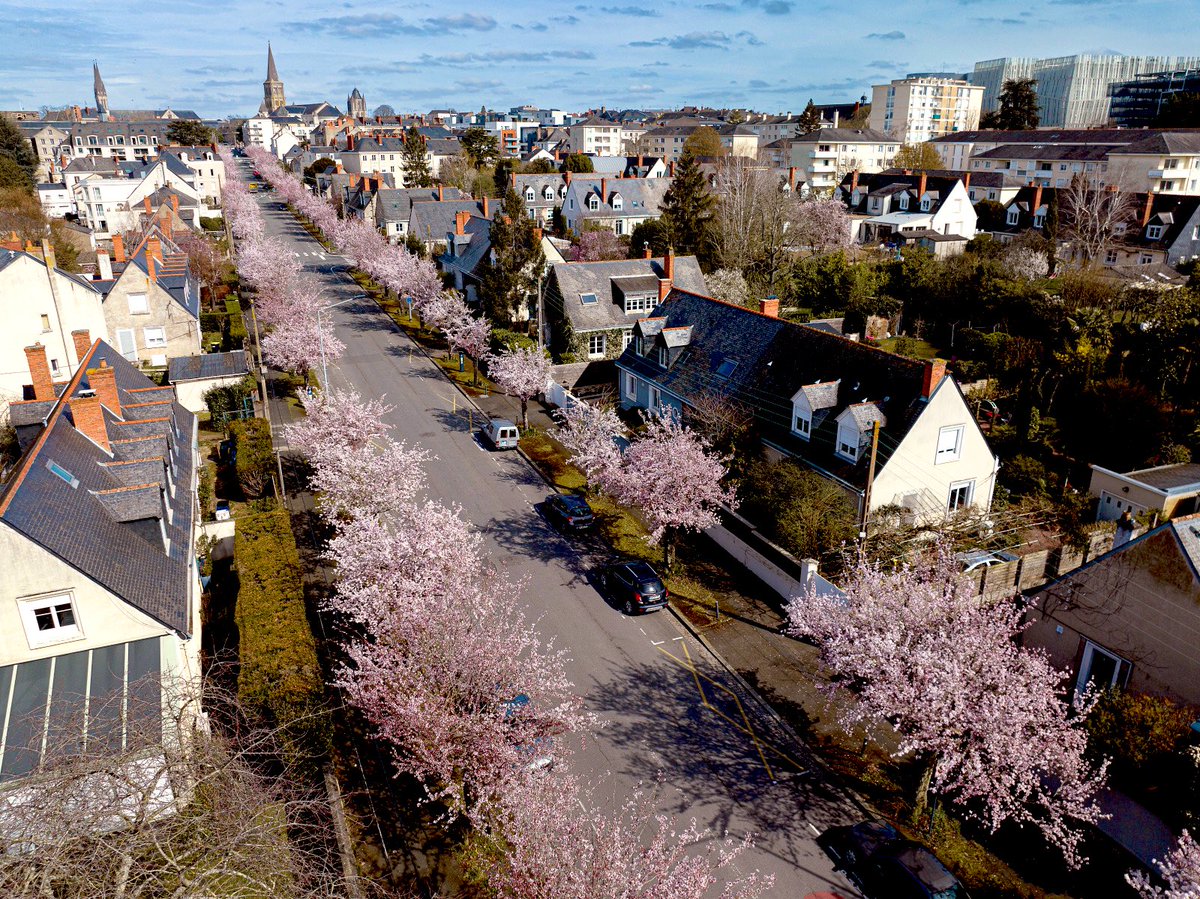 Vous êtes plutôt magnolias ou cerisiers vous ? #Angers #Battleflowers